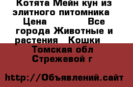 Котята Мейн-кун из элитного питомника › Цена ­ 20 000 - Все города Животные и растения » Кошки   . Томская обл.,Стрежевой г.